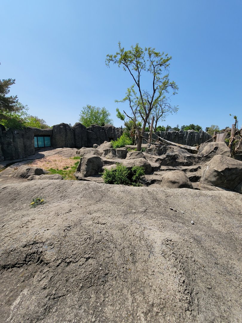 Rosamond Gifford - Andean bear exhibit