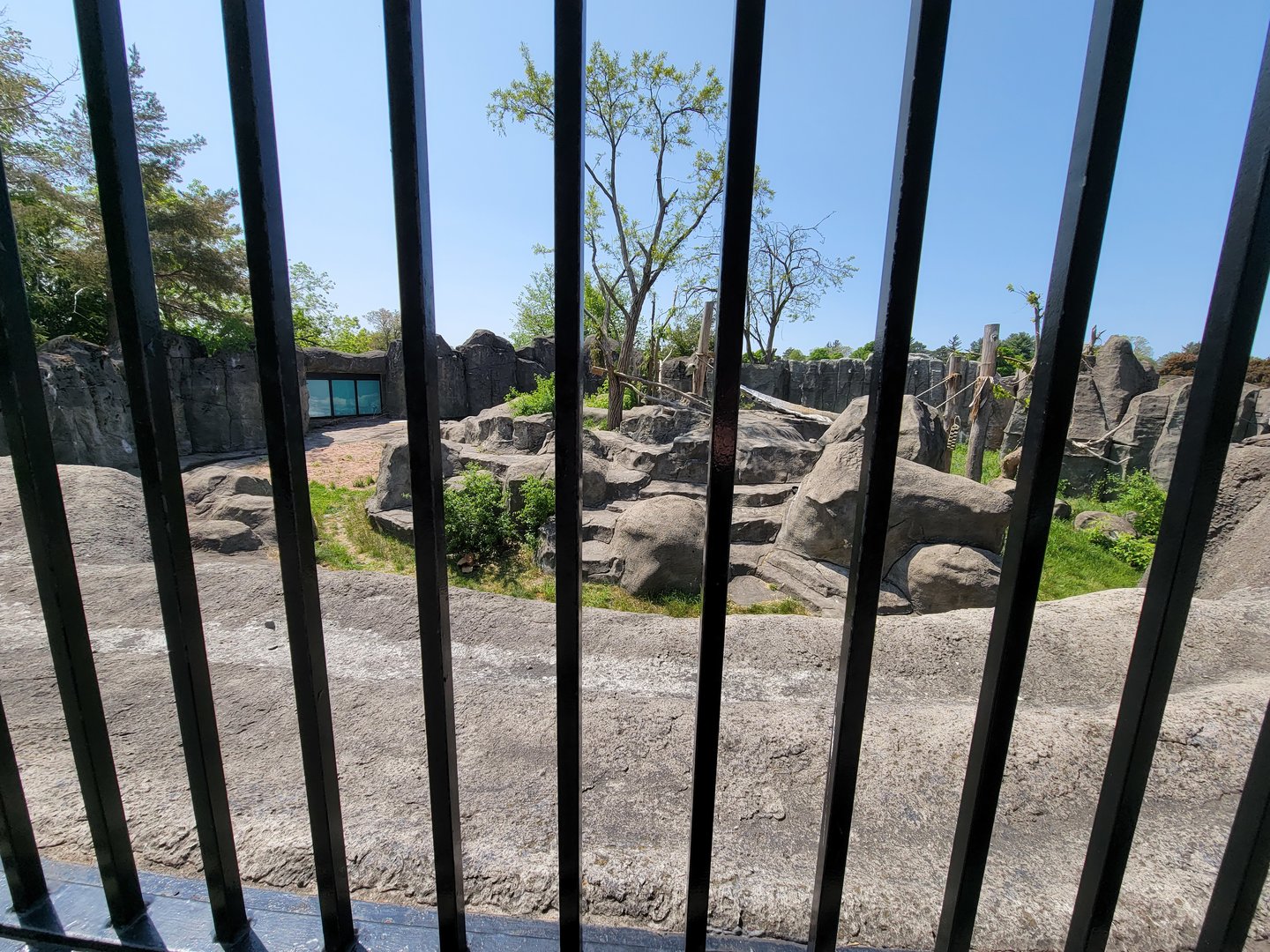 Rosamond Gifford - Andean bear exhibit