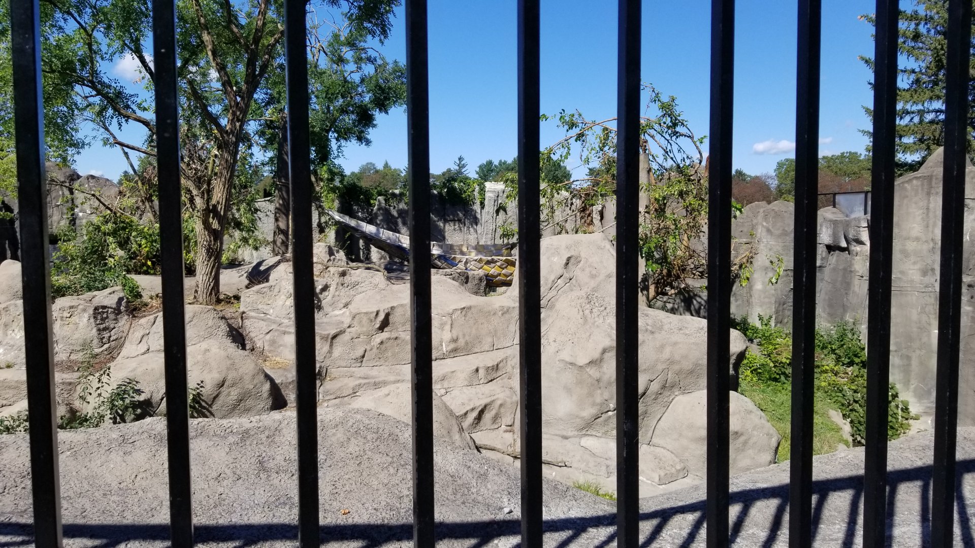 Rosamond Gifford - Andean bear