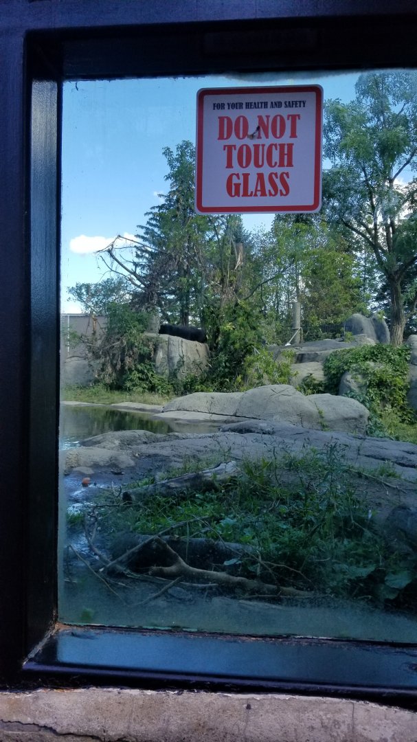 Rosamond Gifford - Andean bear