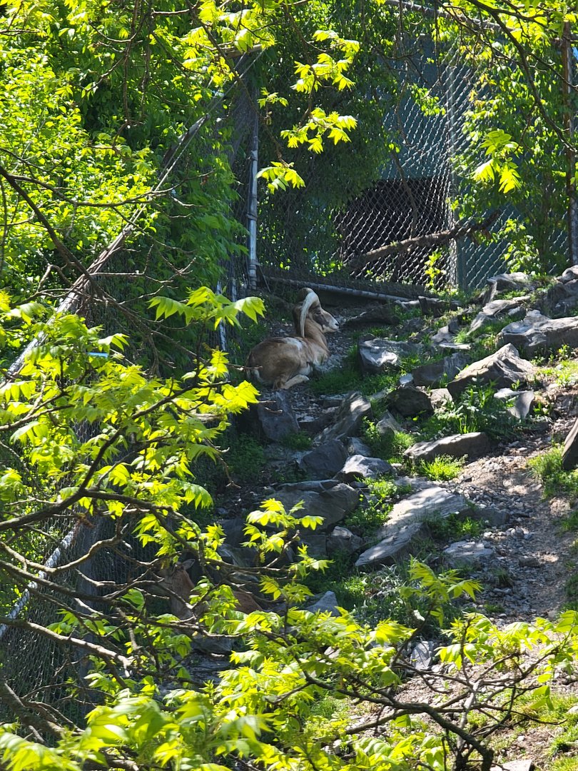 Rosamond Gifford - Armenian mouflon ram hiding