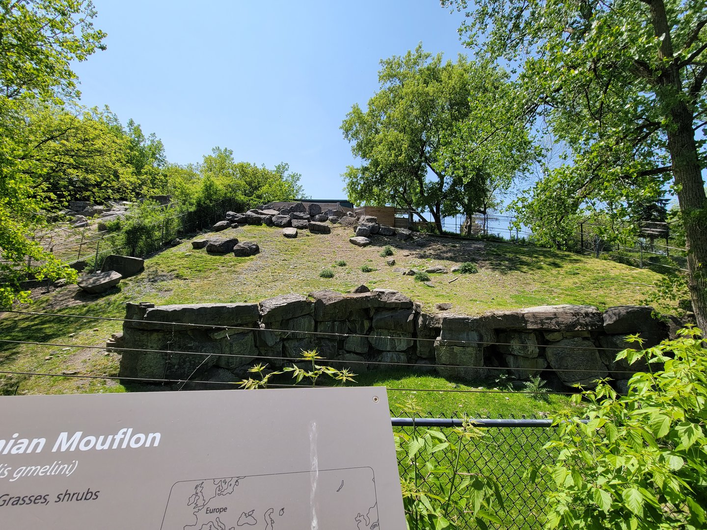 Rosamond Gifford - Armenian mouflon