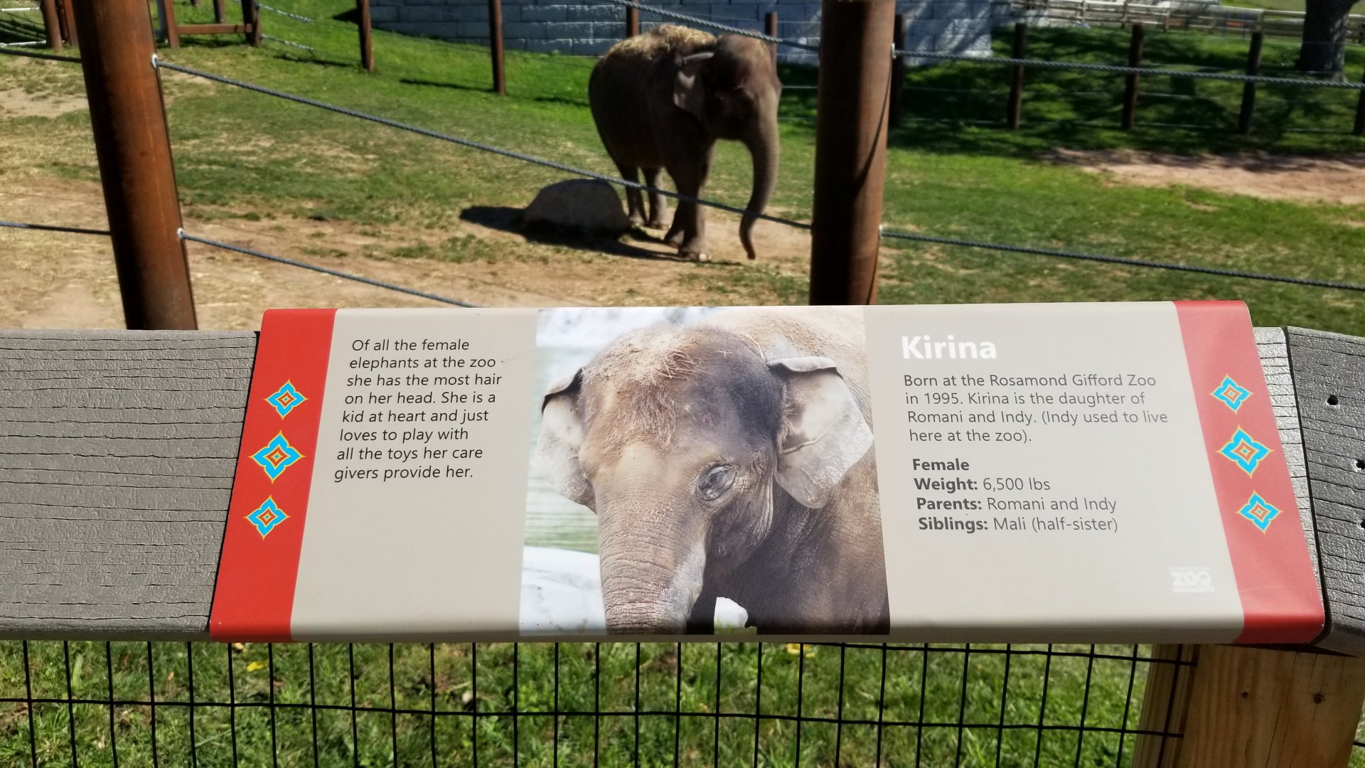 Rosamond Gifford - Asian elephant signs, Kirina