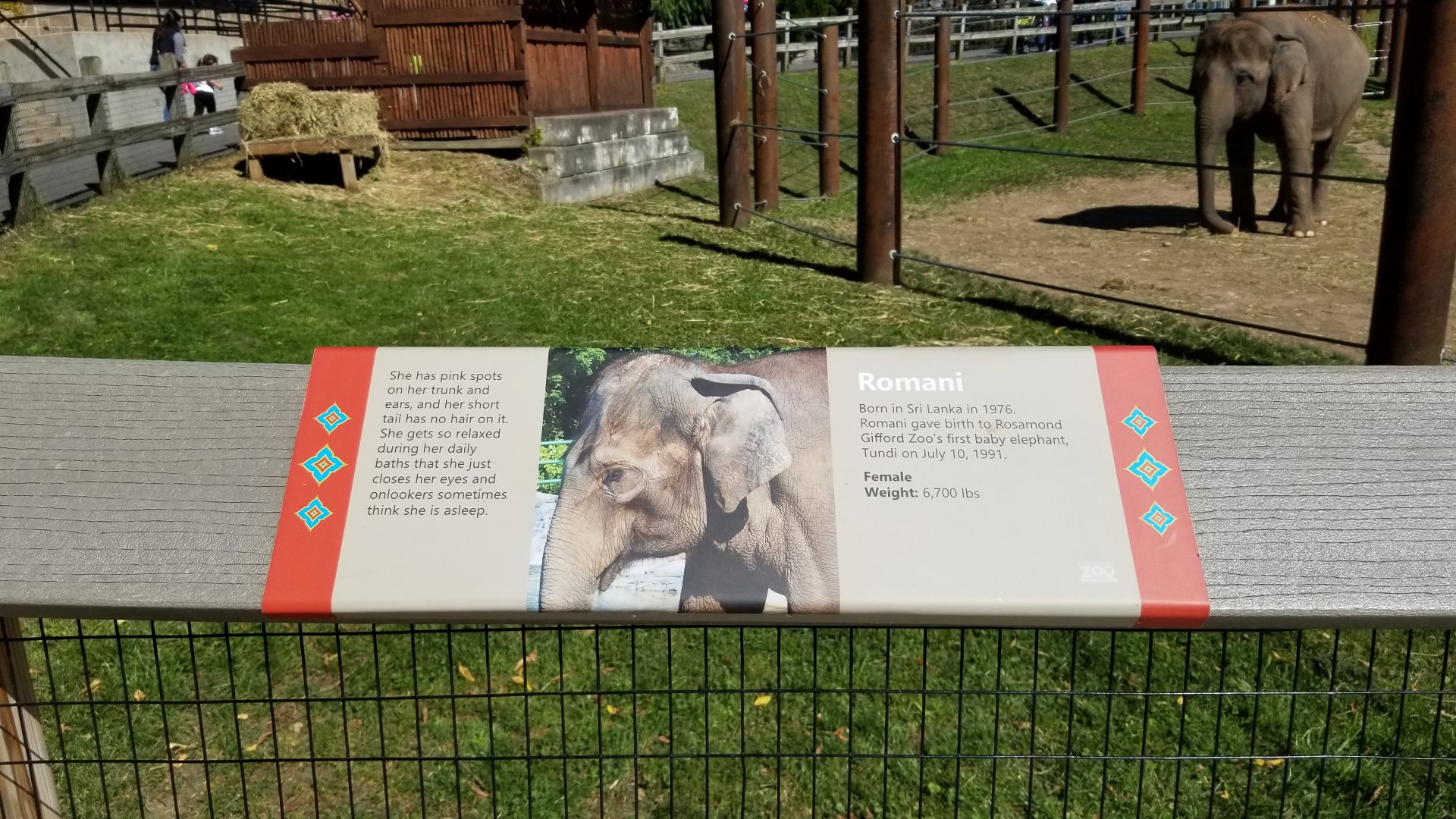 Rosamond Gifford - Asian elephant signs, Romani