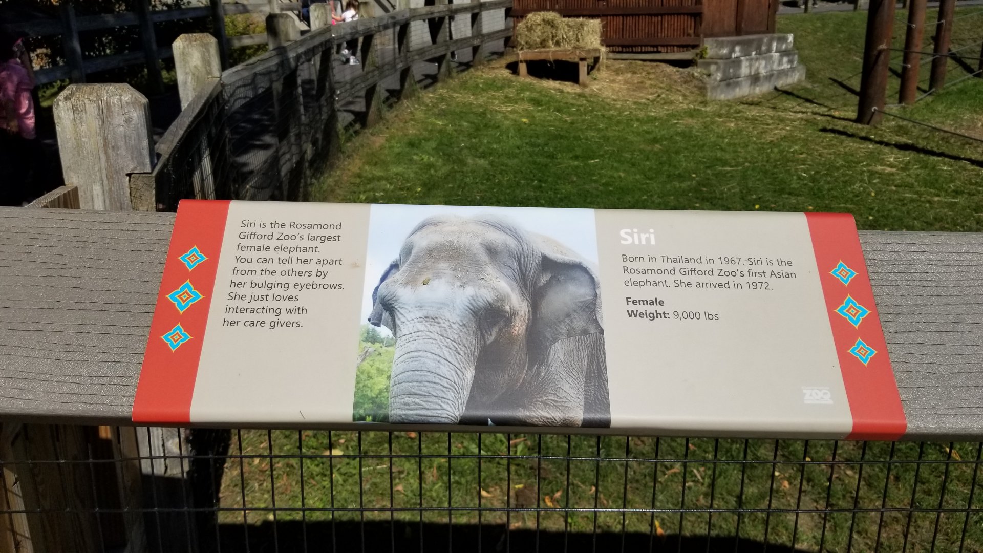 Rosamond Gifford - Asian elephant signs, Siri
