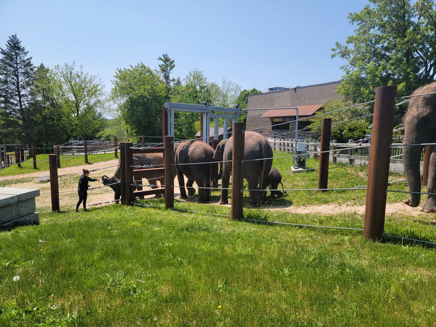 Rosamond Gifford - Asian elephant twins