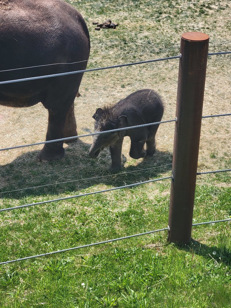 Rosamond Gifford - Asian elephant twins