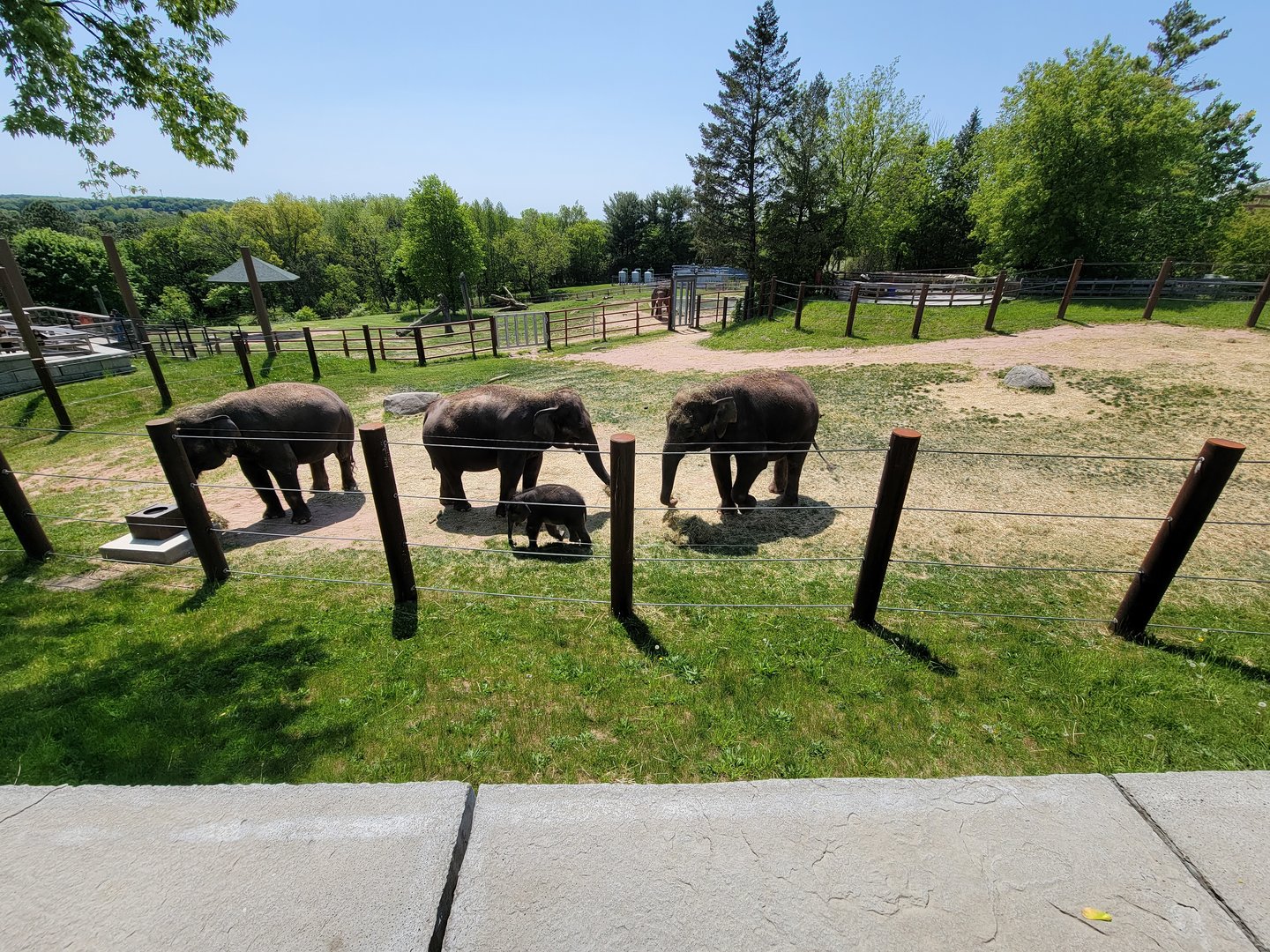 Rosamond Gifford - Asian elephant twins