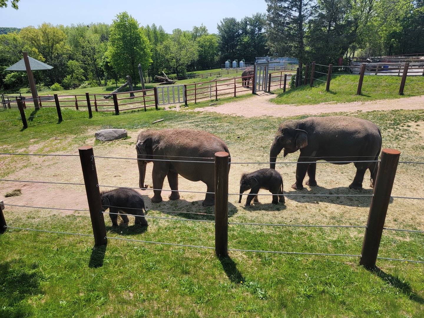 Rosamond Gifford - Asian elephant twins