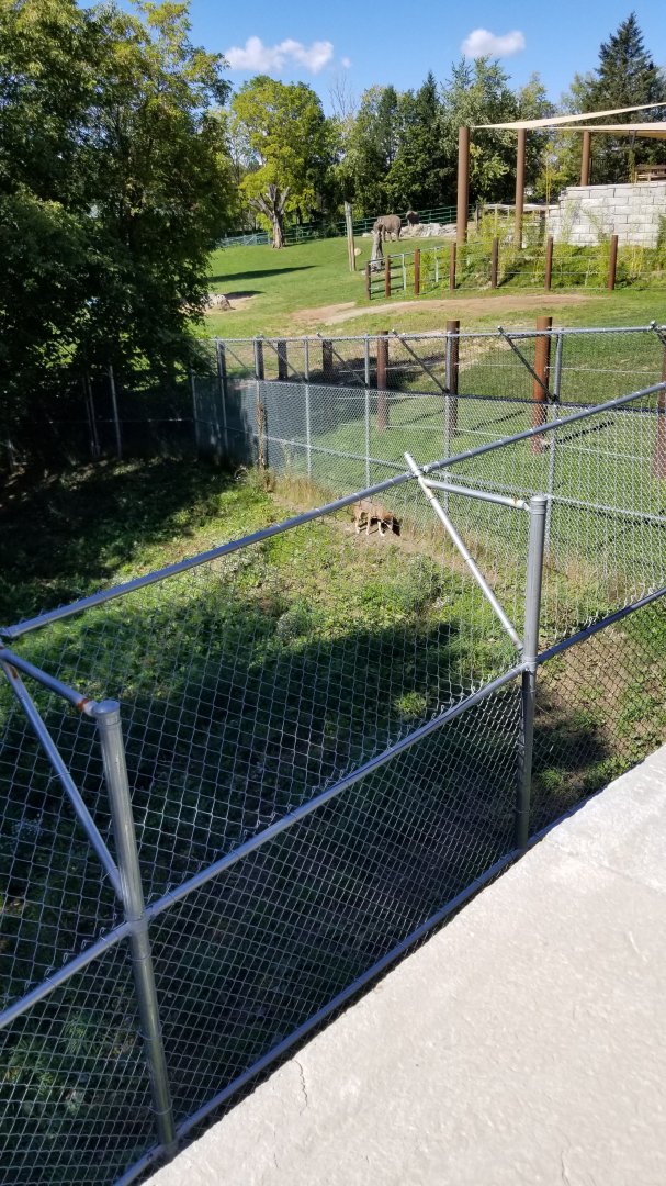 Rosamond Gifford - Asian elephants, red wolf