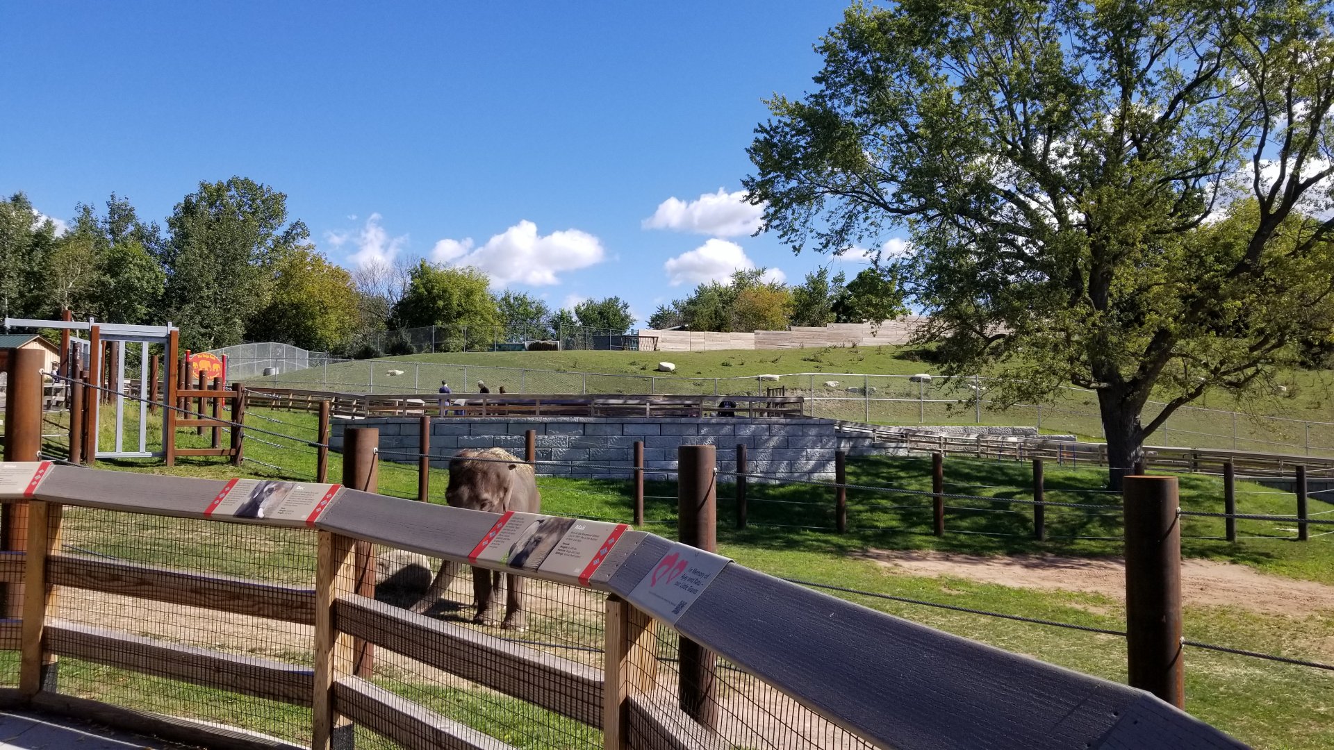 Rosamond Gifford - Asian elephants, white-lipped deer above/behind