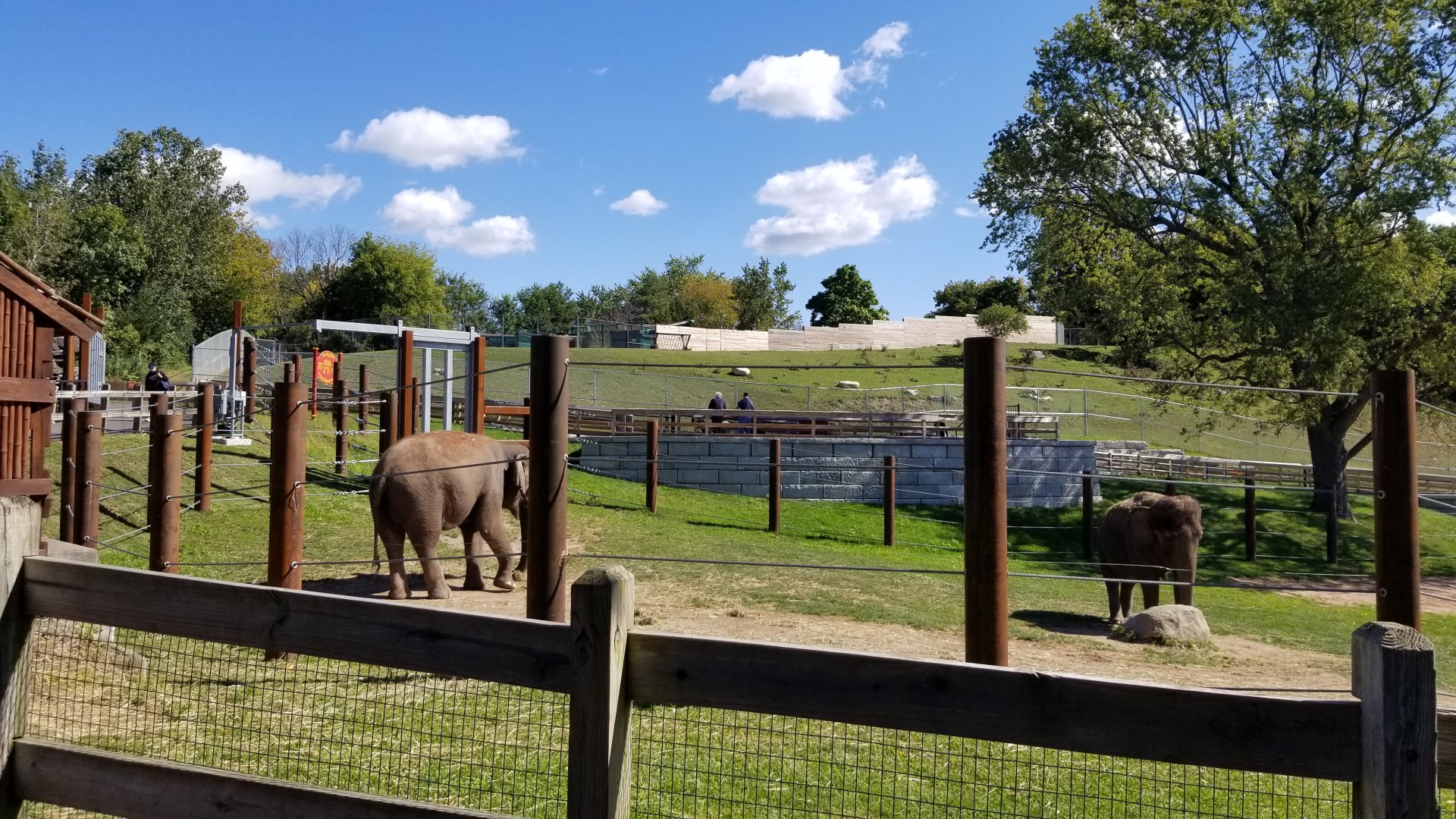 Rosamond Gifford - Asian elephants, with white-lipped deer behind/above