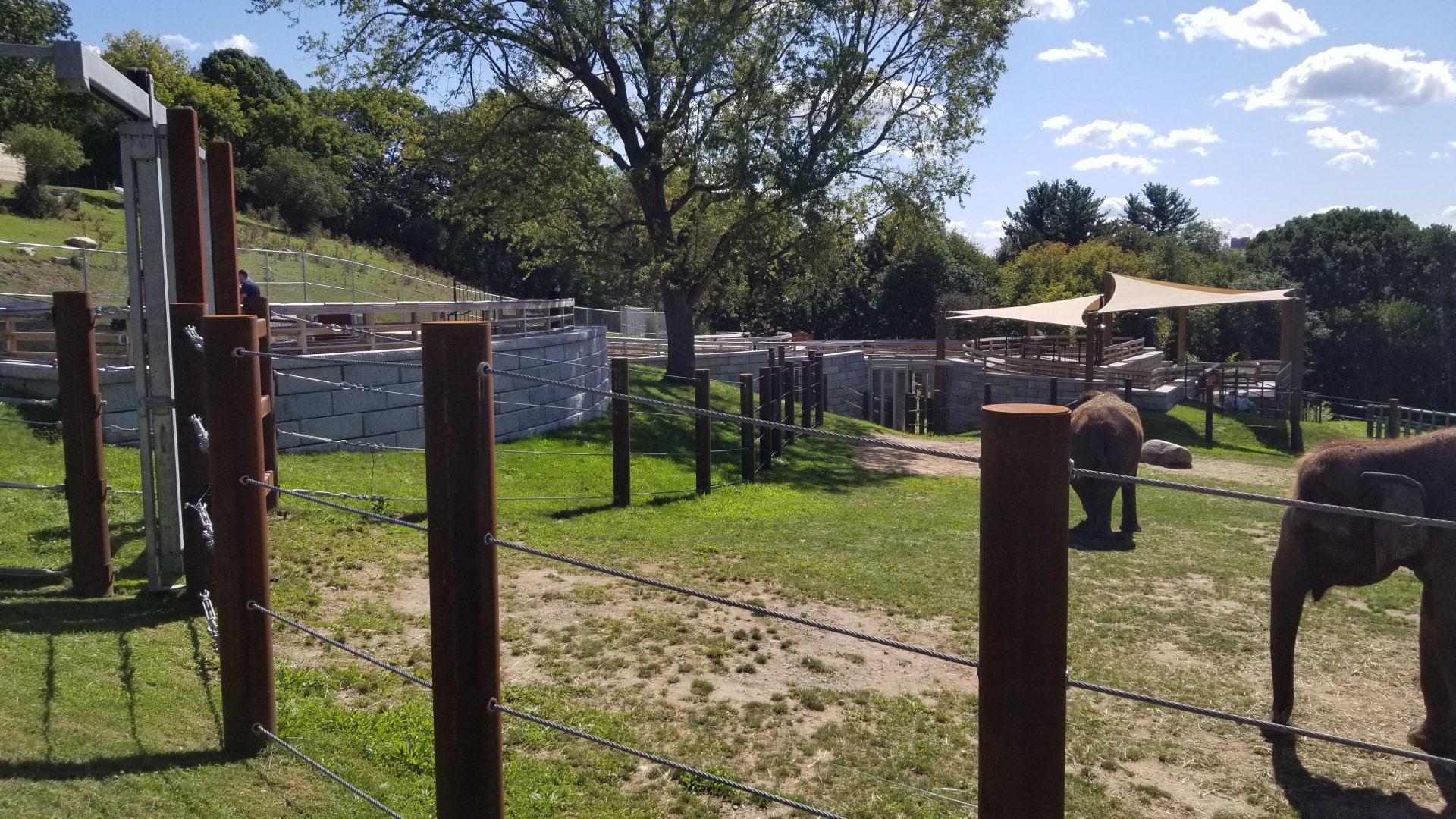 Rosamond Gifford - Asian elephants
