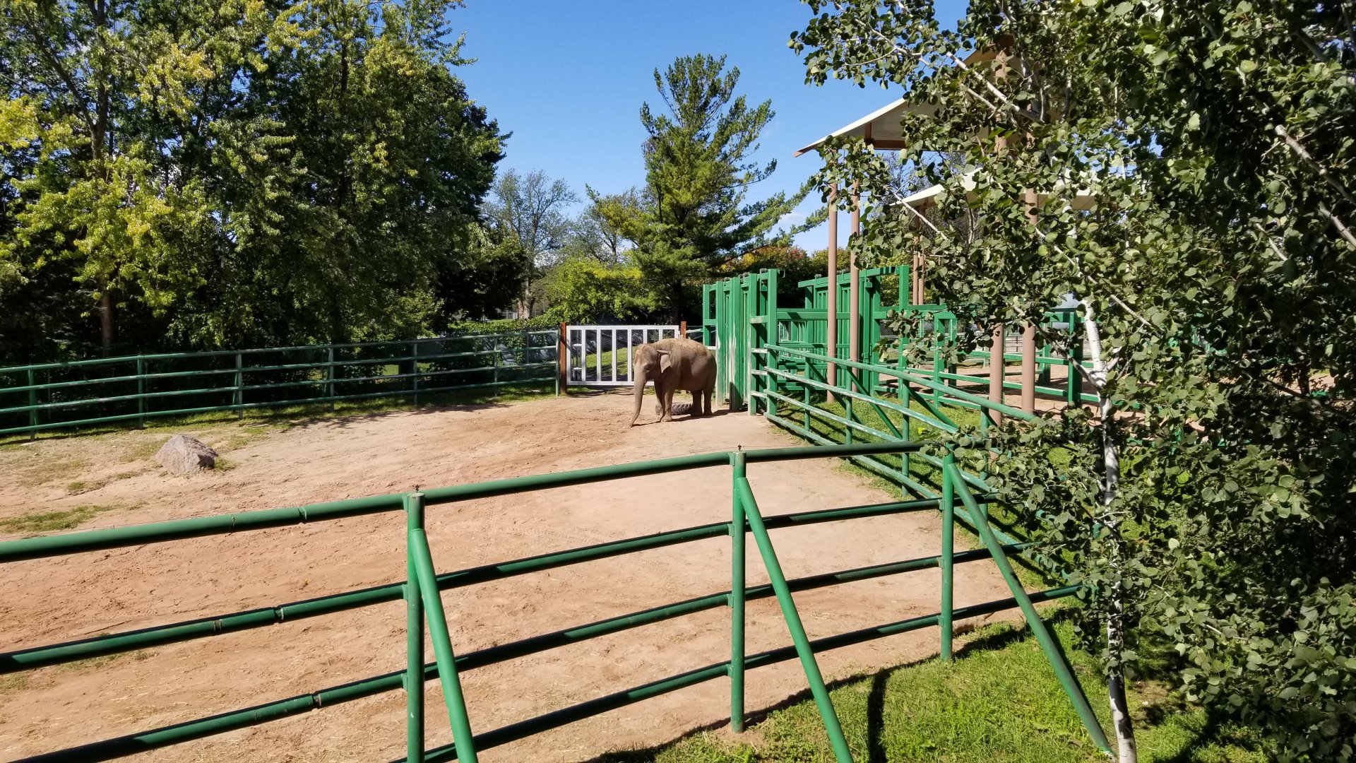 Rosamond Gifford - Asian elephants