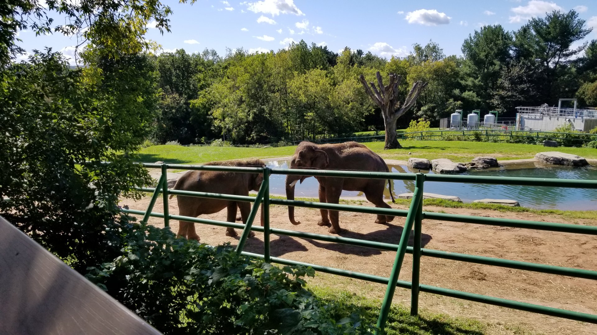 Rosamond Gifford - Asian elephants