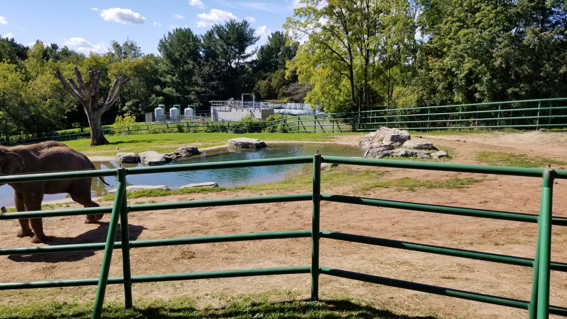 Rosamond Gifford - Asian elephants