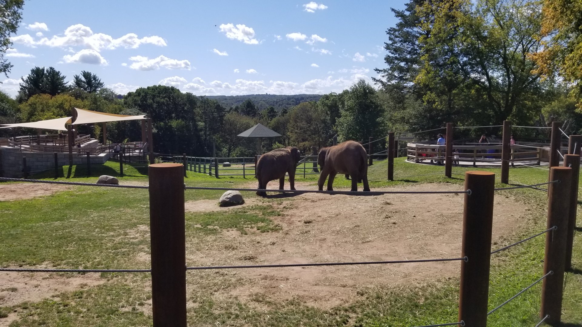 Rosamond Gifford - Asian elephants