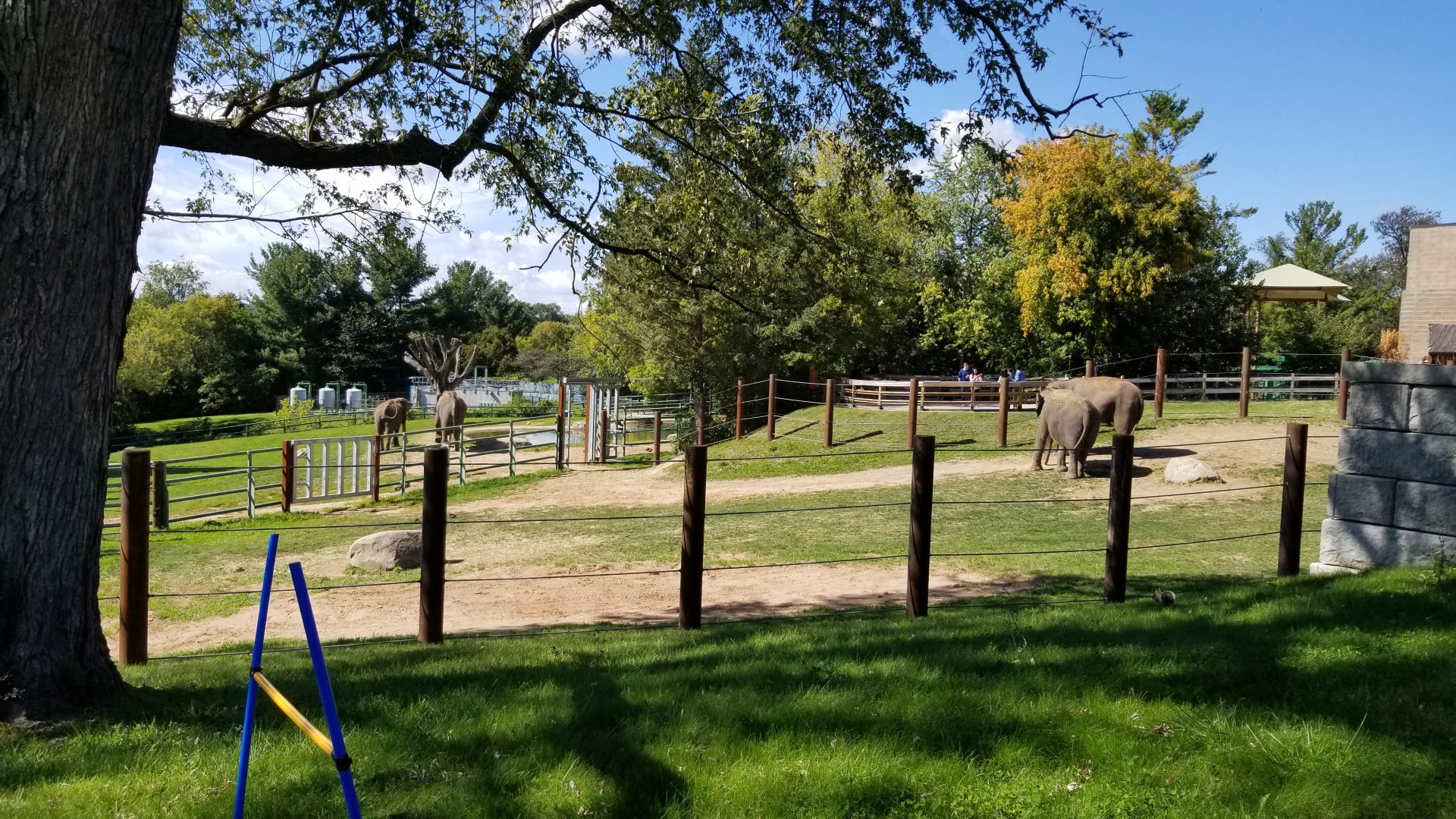 Rosamond Gifford - Asian elephants