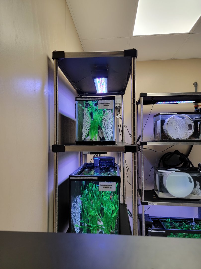 Rosamond Gifford - Baby northern lined seahorses