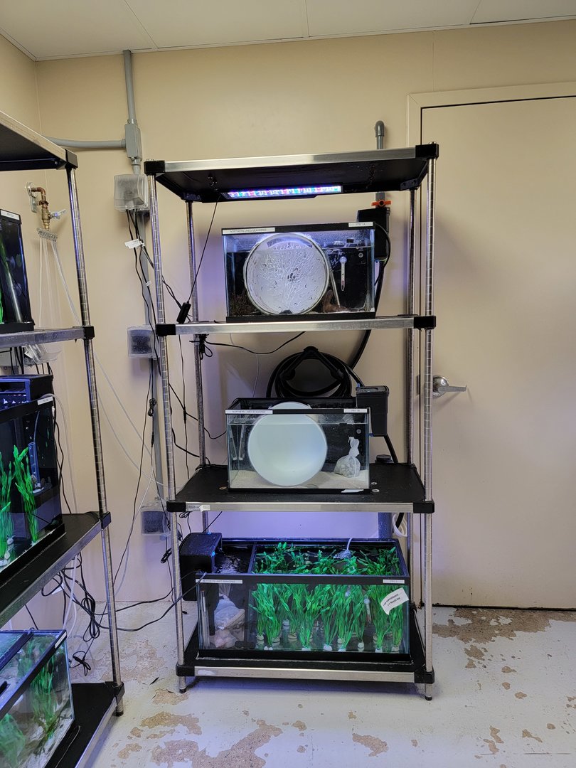 Rosamond Gifford - Baby northern lined seahorses