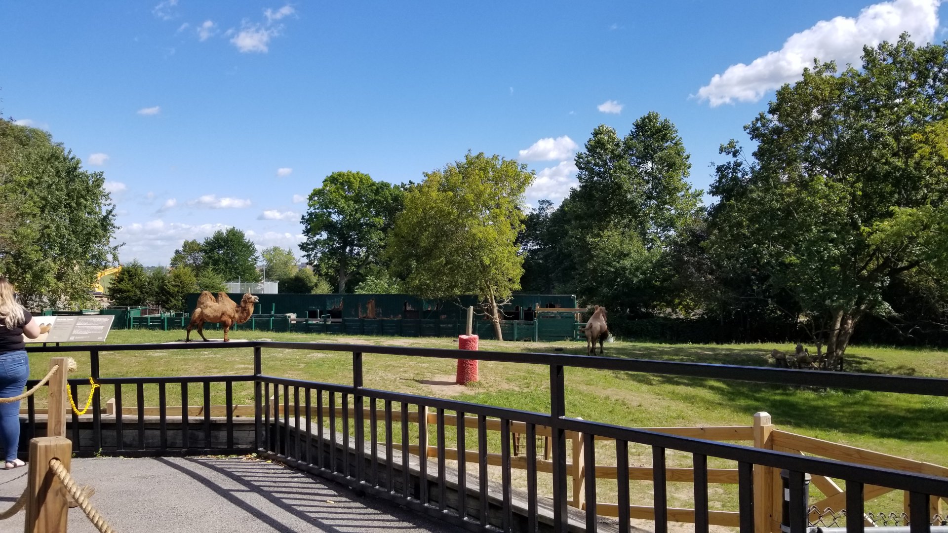 Rosamond Gifford - Bactrian camels