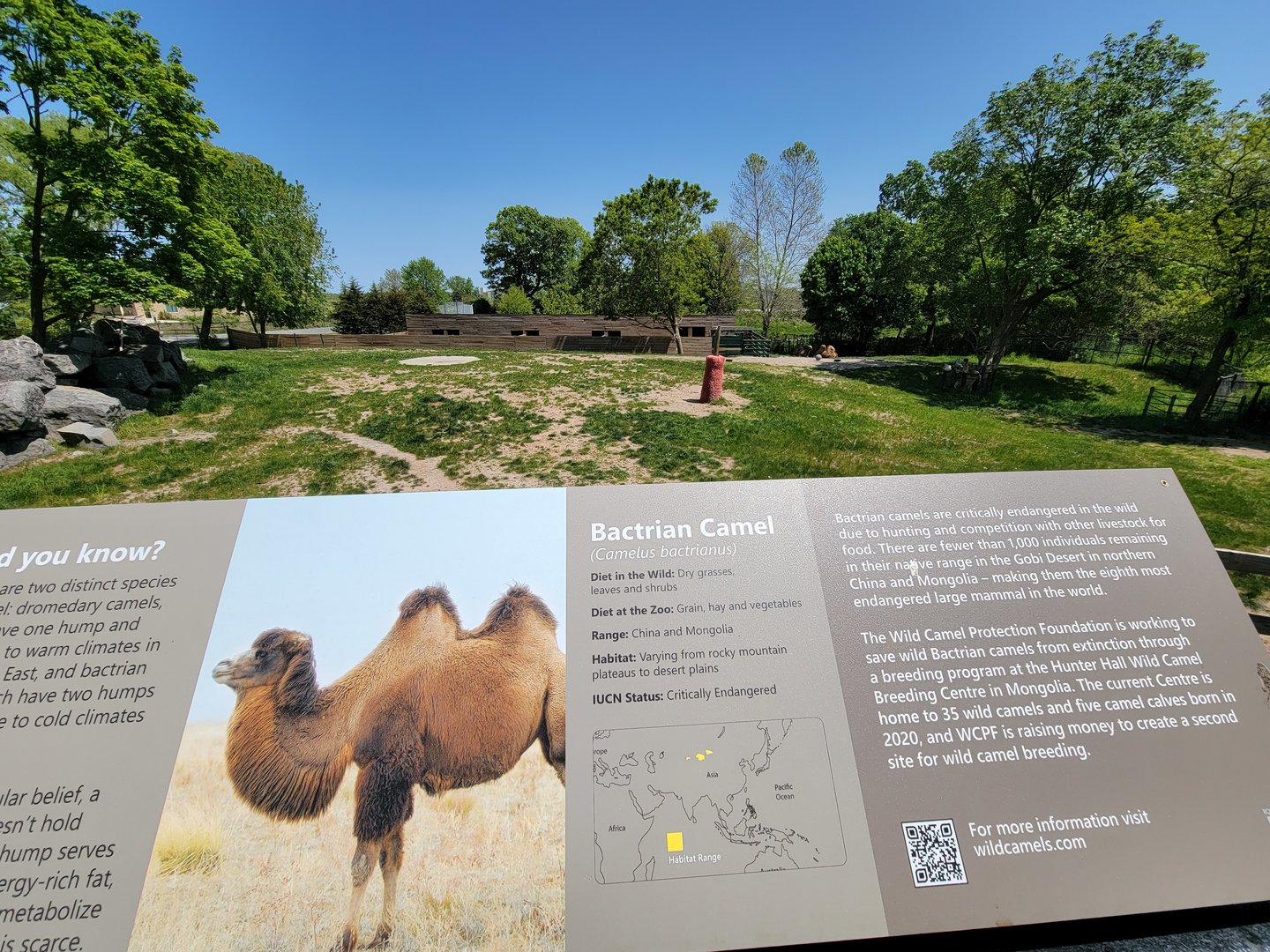 Rosamond Gifford - Bactrian camels