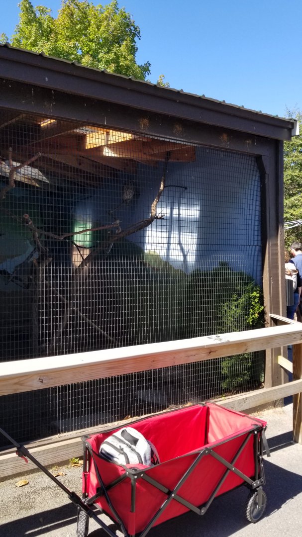 Rosamond Gifford - Barred owl