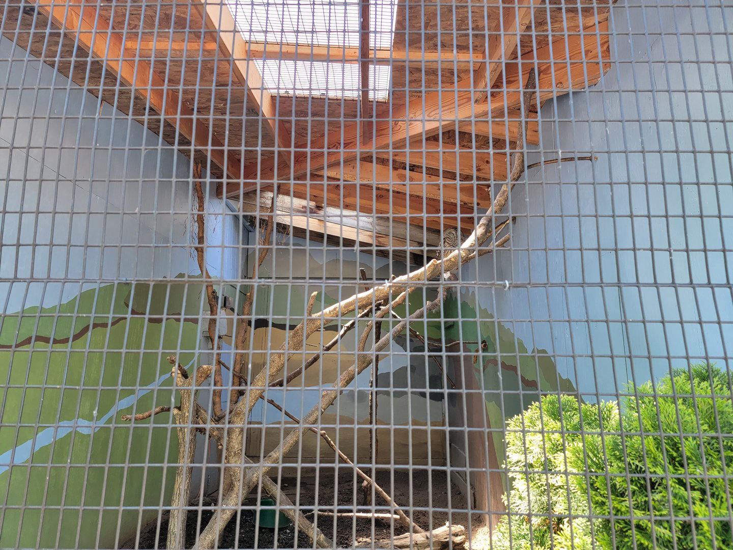 Rosamond Gifford - Barred owl