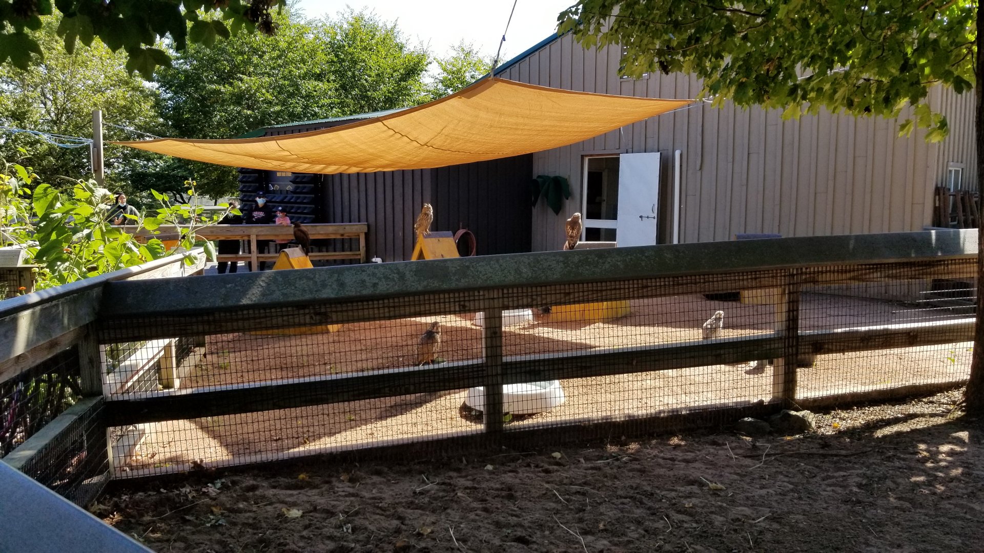 Rosamond Gifford - Bird of prey