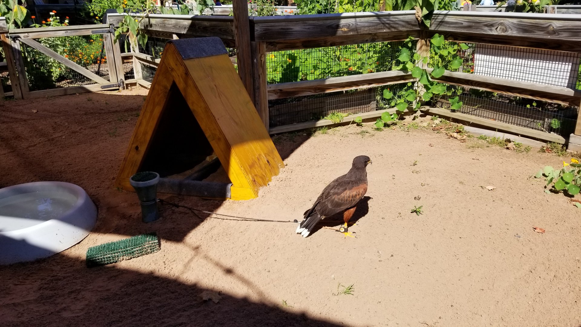 Rosamond Gifford - Birds of prey