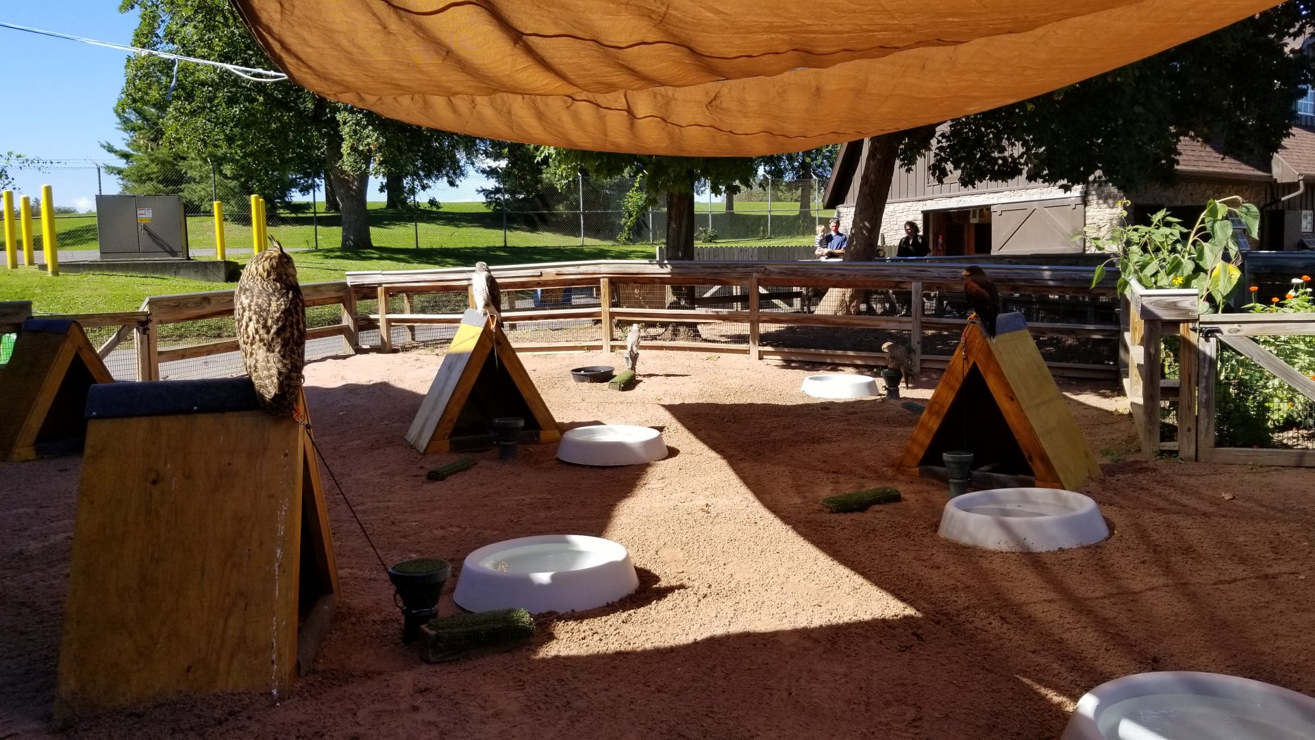 Rosamond Gifford - Birds of prey