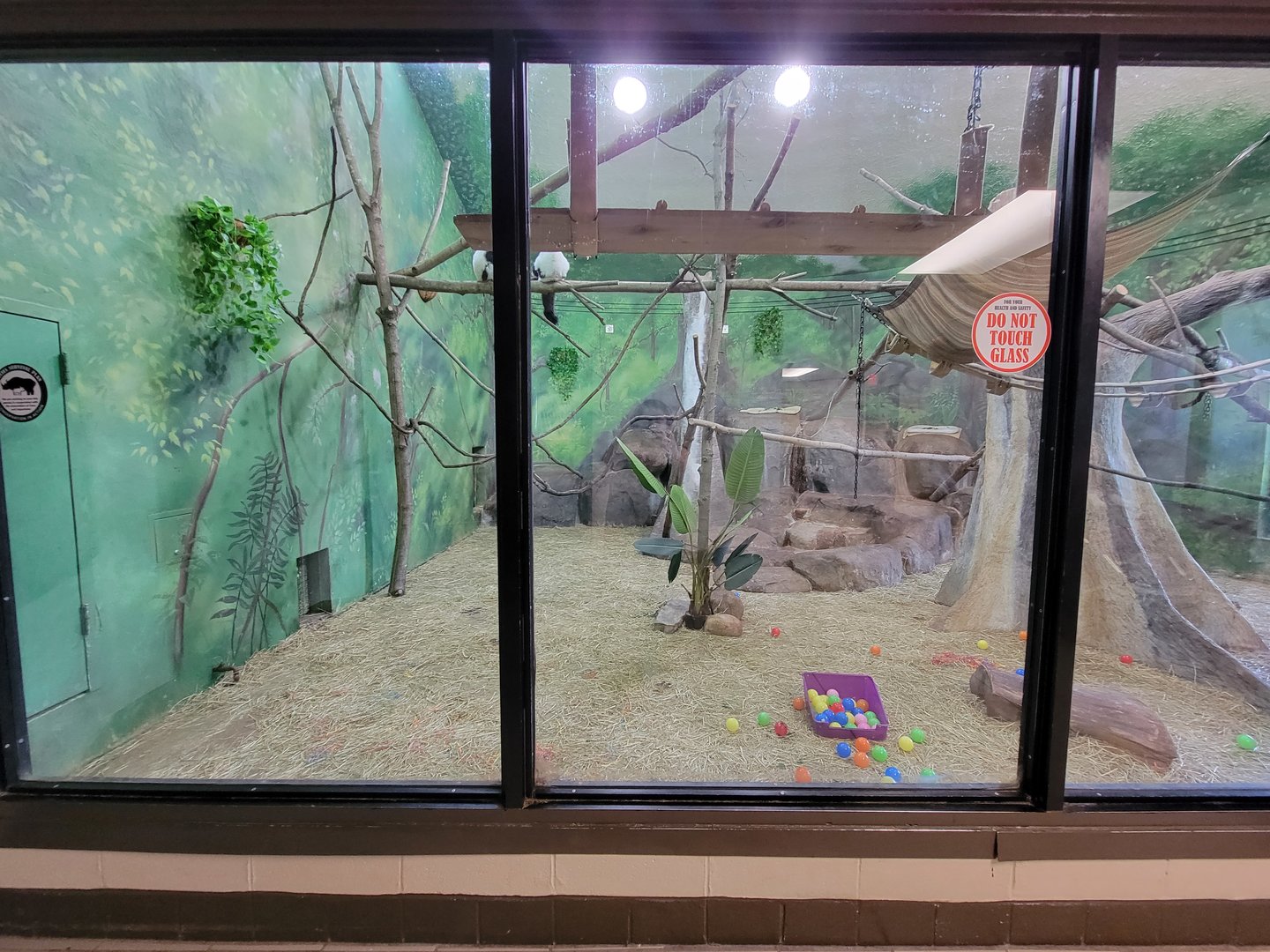 Rosamond Gifford - Black and white ruffed lemurs