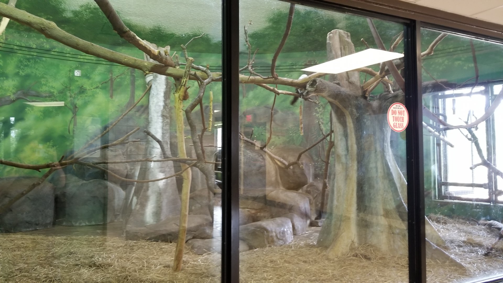 Rosamond Gifford - Black & white ruffed lemur