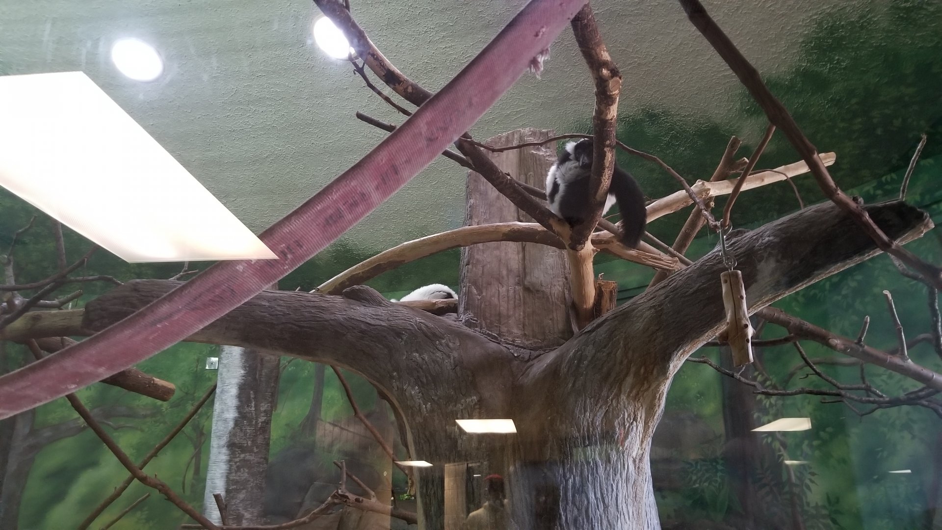 Rosamond Gifford - Black & white ruffed lemur