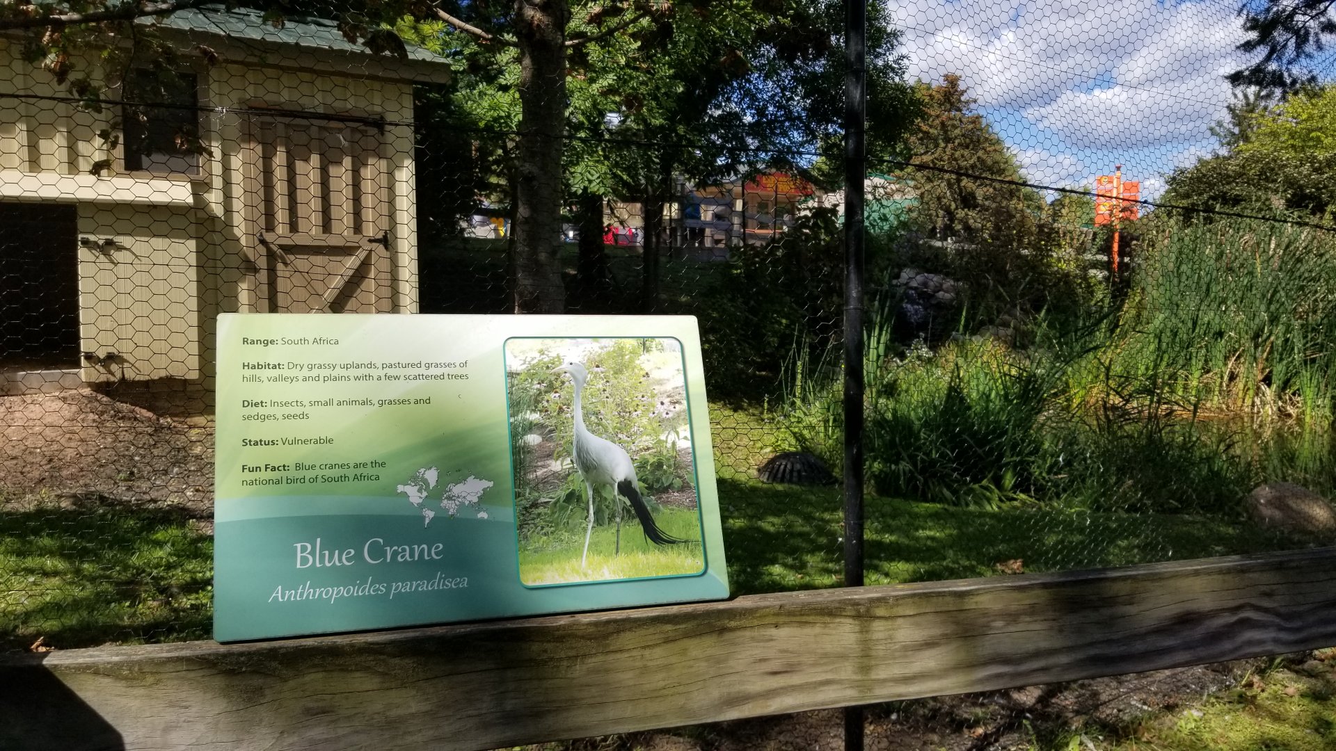 Rosamond Gifford - Blue crane exhibit