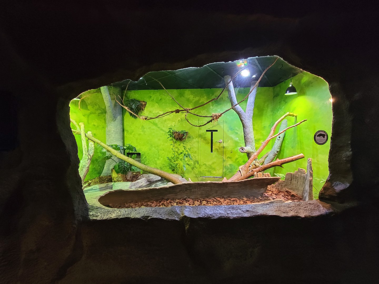 Rosamond Gifford - Caiman lizard