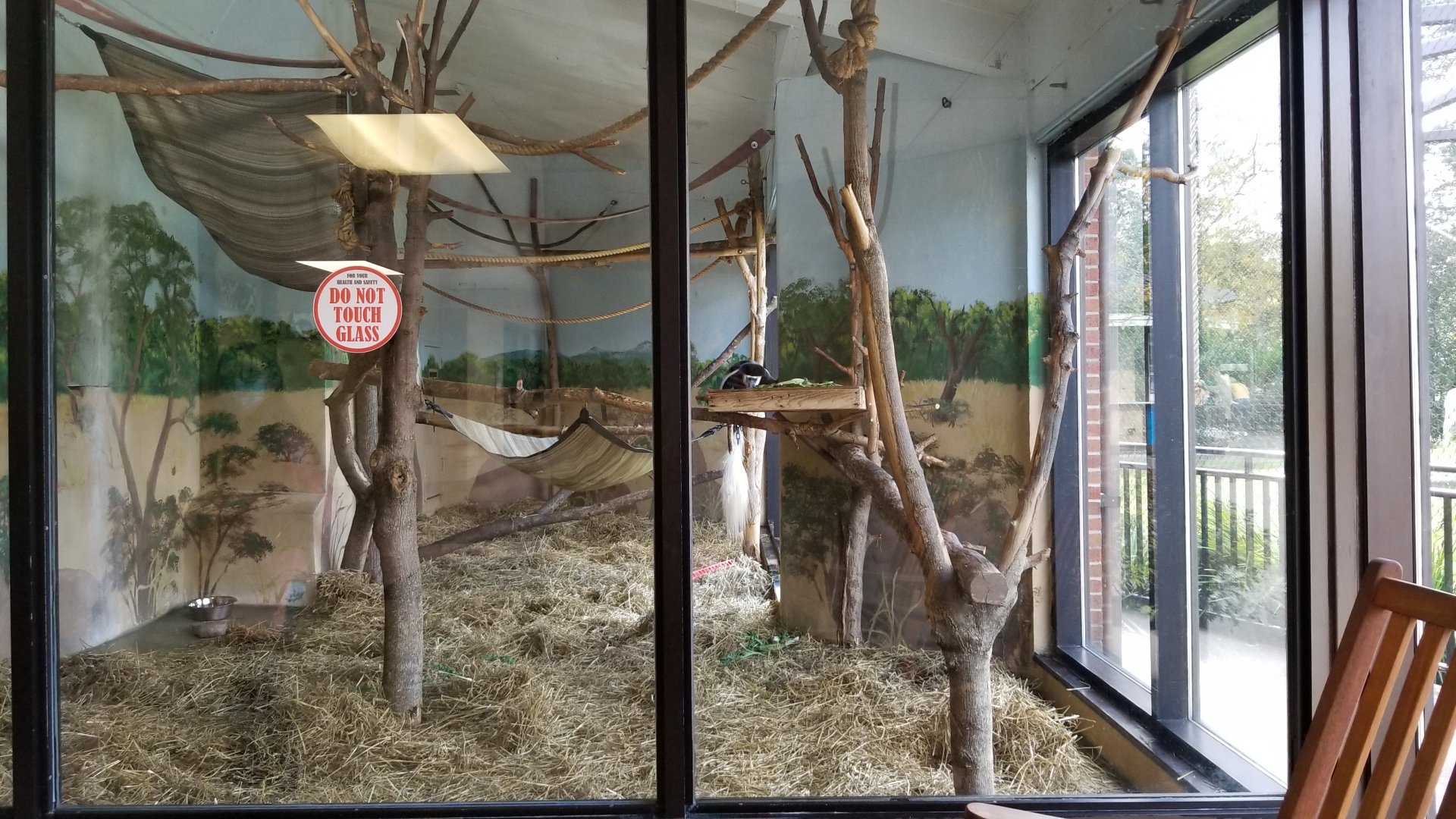 Rosamond Gifford - Colobus