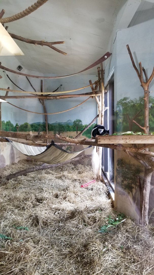 Rosamond Gifford - Colobus