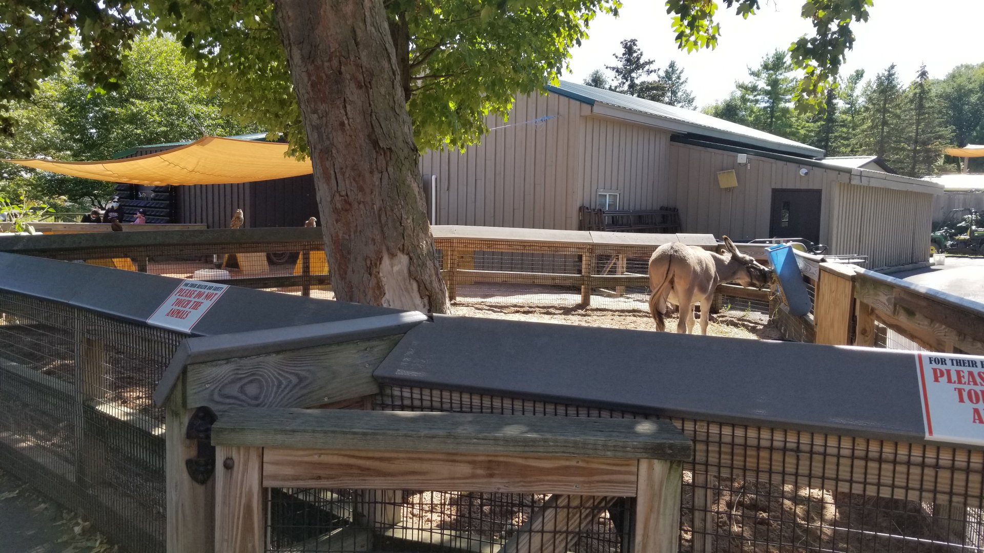 Rosamond Gifford - Donkey