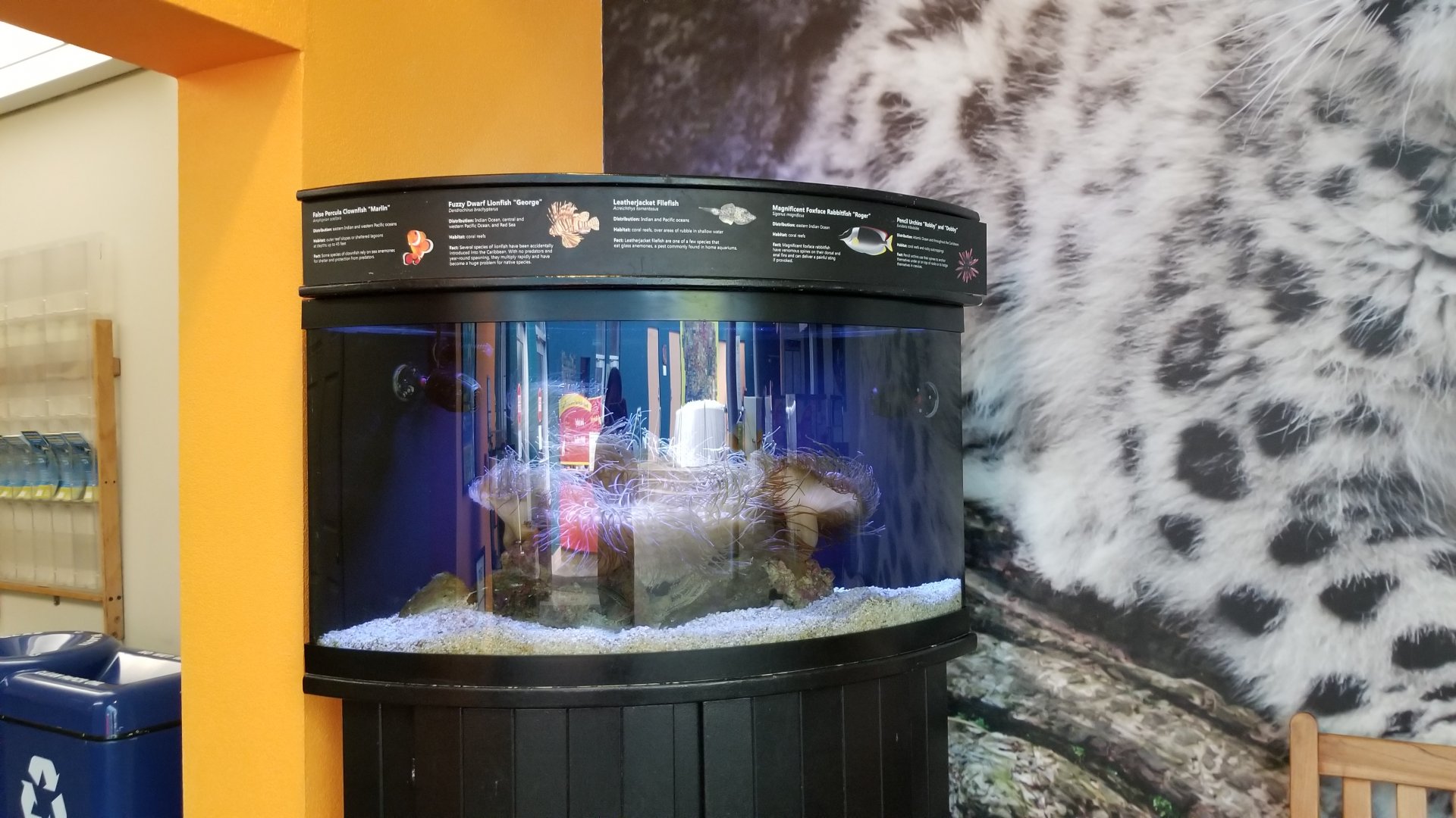 Rosamond Gifford - Entrance tank