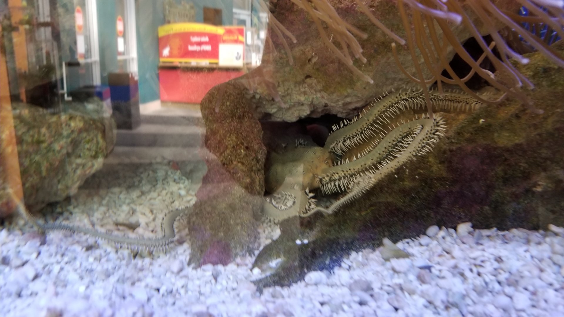 Rosamond Gifford - Entrance tank