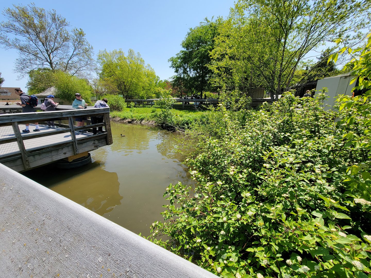 Rosamond Gifford - Extention of waterfowl pond