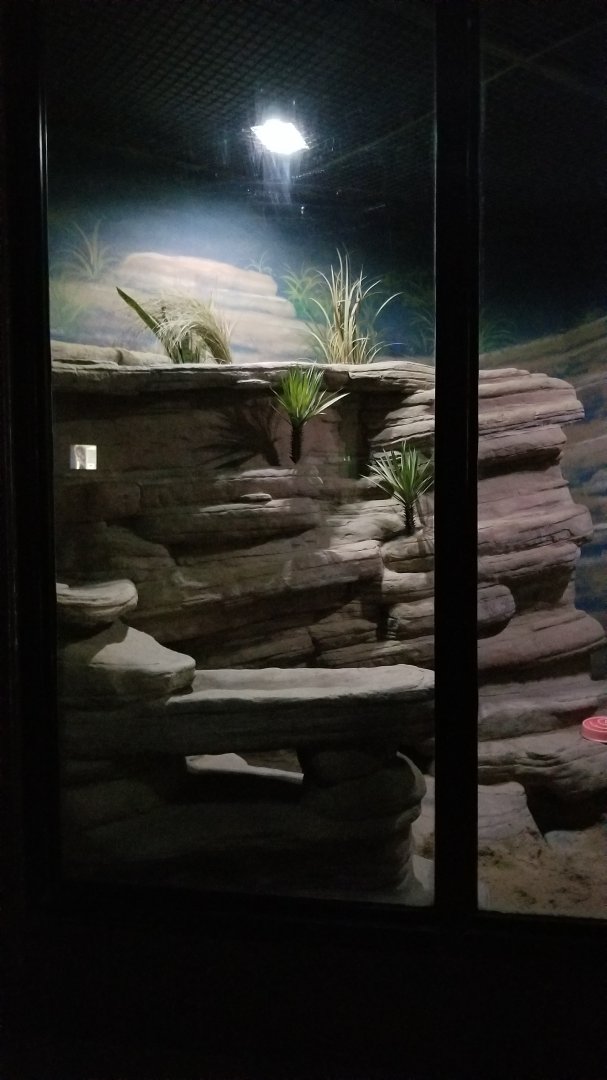 Rosamond Gifford - Fennec fox