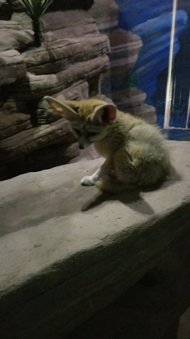 Rosamond Gifford - Fennec fox