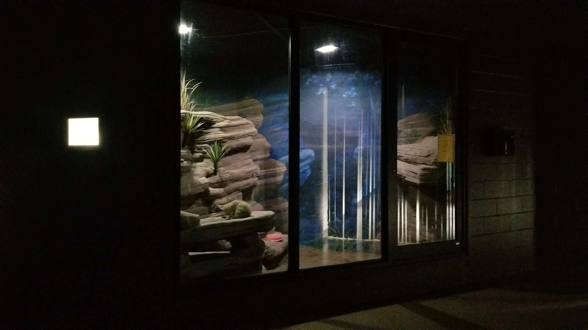 Rosamond Gifford - Fennec fox