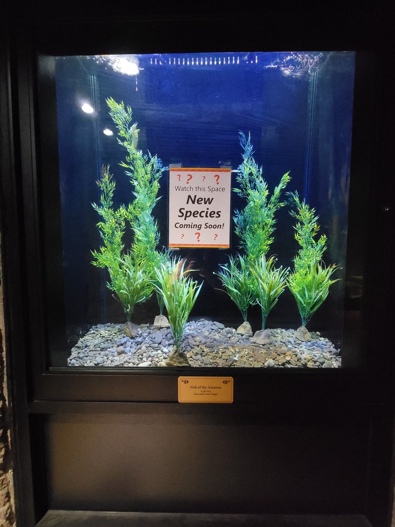 Rosamond Gifford - Fish of the Amazon tank, currently empty