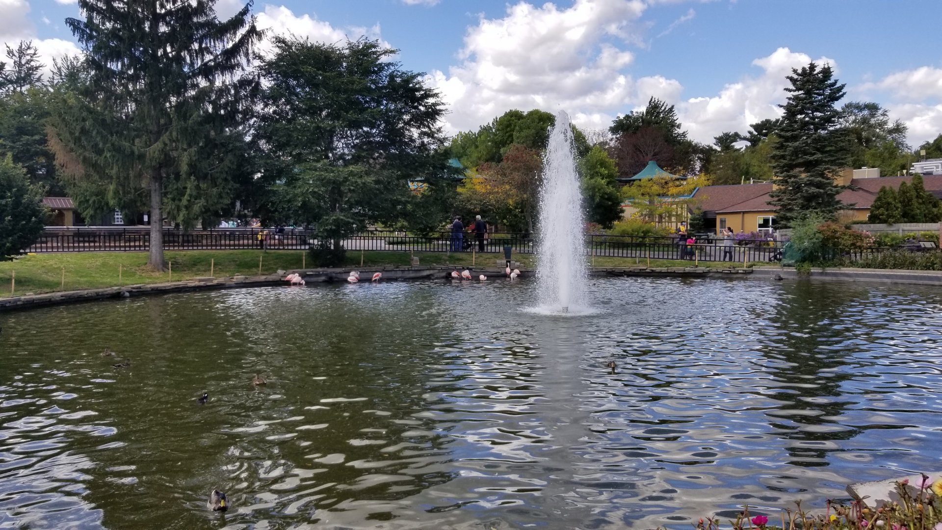 Rosamond Gifford - Flamingos in pond