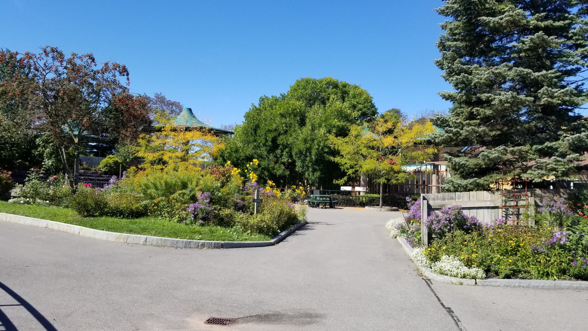 Rosamond Gifford - Flowers on way to barn