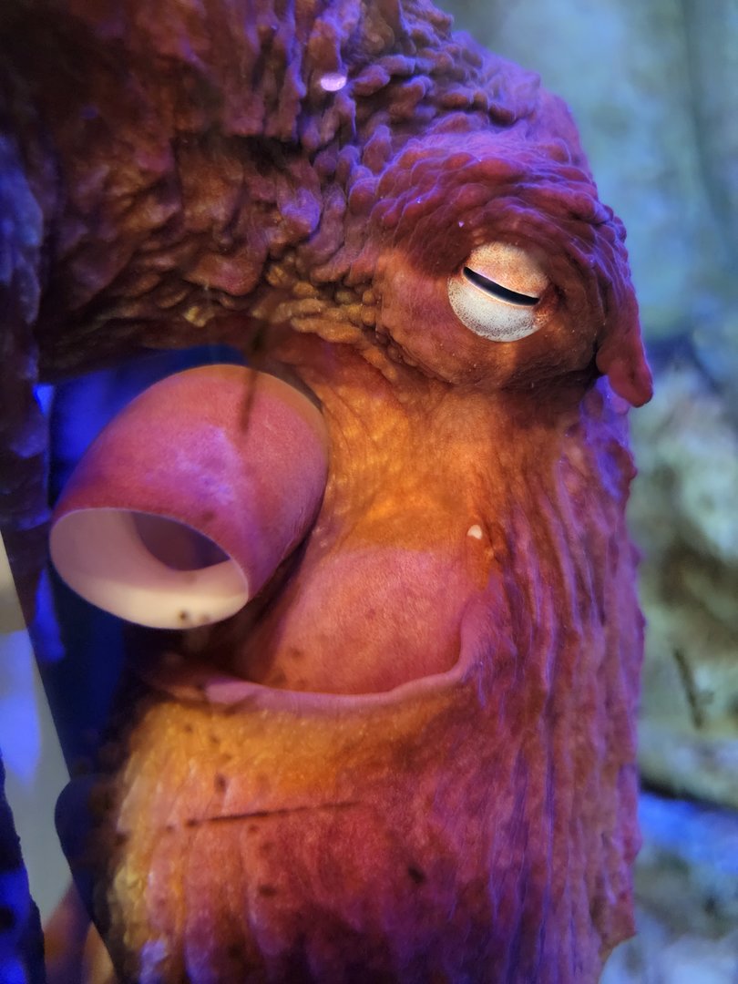 Rosamond Gifford - Giant Pacific octopus