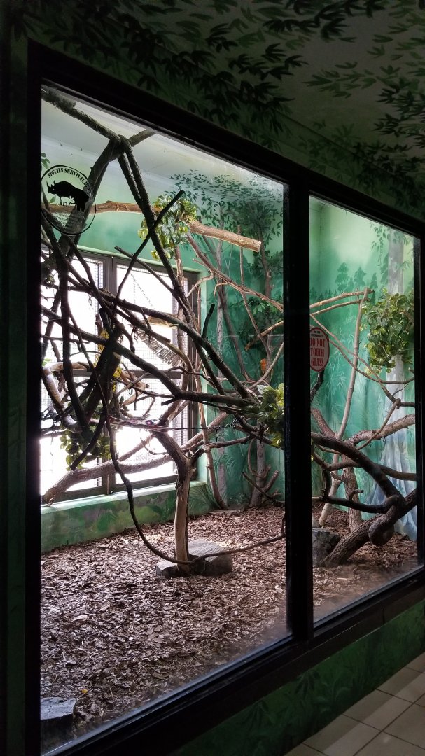 Rosamond Gifford - Golden lion tamarins